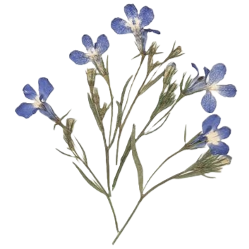 A picture of light blue flowers that have been dried and pressed.